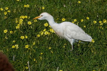 Kuhreiher (Bubulcus ibis)