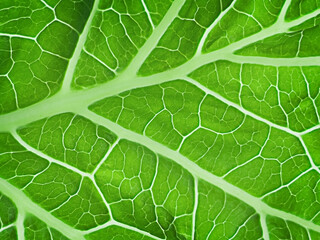Green kale. Abstract, natural background with diffuse focus. The green leaf of the plant. Smooth lines. Macro background. View from above. Soft focus. Copy space