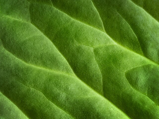 Abstract, natural background with diffuse focus. The green leaf of the plant. Smooth lines. Macro background. View from above. Soft focus. Copy space