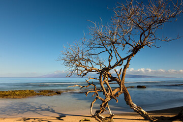 Fototapeta premium Tree on Honokōwai Beach, Maui in early morning casting long shadows