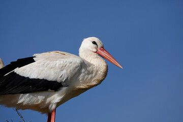 Weissstorch