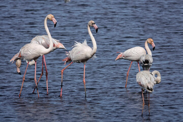 Rosaflamingo (Phoenicopterus roseus)