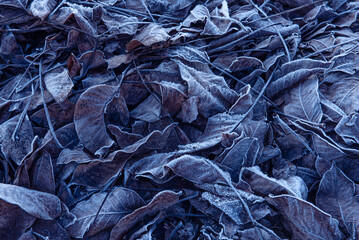 frozen leaves, early in a winter morning. Image used as background