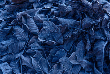 frozen leaves, early in a winter morning. Image used as background