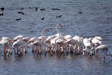 Rosaflamingo (Phoenicopterus roseus)