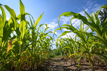 Young green maize corn in the agricultural cornfield in the sunny day and light sun,