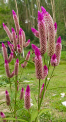 close up of a flower