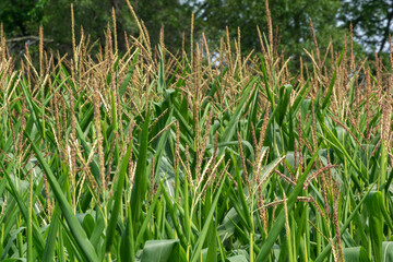 Rows Of Cornstalks Growing In The Field In August