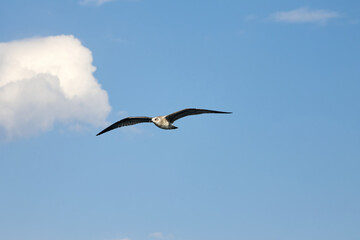 Beautiful gray seagull, spreading its wings, flies against the blue sky. The flight of a bird in the sky