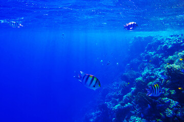 Obraz na płótnie Canvas colorful coral reef and bright fish