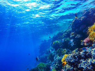 Fotobehang colorful coral reef and bright fish © ver0nicka