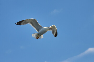 Fototapeta premium Beautiful white seagull flies with its wings spread against the background of an incredibly beautiful blue sky with clouds