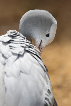 Blue crane on a sunny day at the zoo