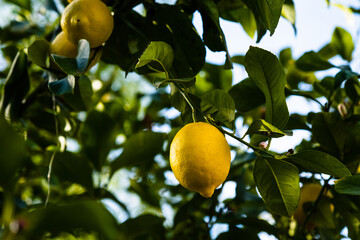 Lemons on the tree