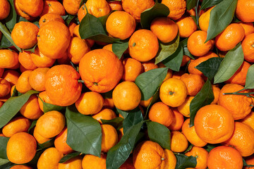 Fresh orange fruits with leaves on market count. Top view photo. Many fresh ripe tangerines harvest. Natural background for banners, wallpapers etc.