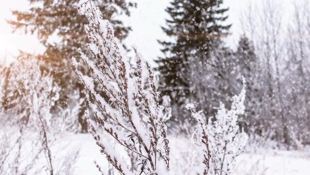 Snowflakes fall on the grass in the winter forest. Snow lies on dried grass. Slow motion. winter background.