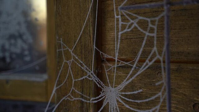 Gefrorenes Spinnennetz mit Eisblumen