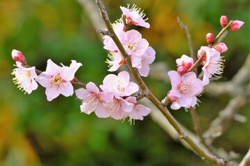 pink Japanese apricot blossom in blooming	
