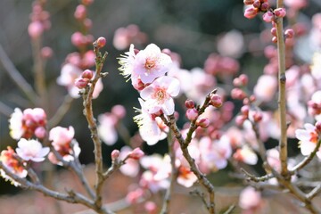 pink Japanese apricot blossom in blooming	