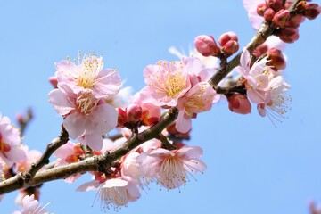 pink Japanese apricot blossom in blooming	
