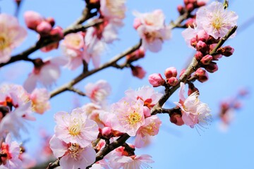 pink Japanese apricot blossom in blooming	