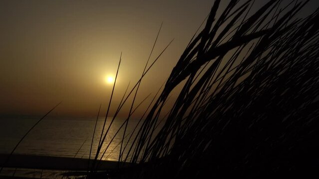Schilfgras tanzt im Wind bei Sonnenuntergang am Meer