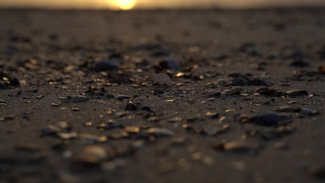 Muscheln im Sand bei Sonnenuntergang