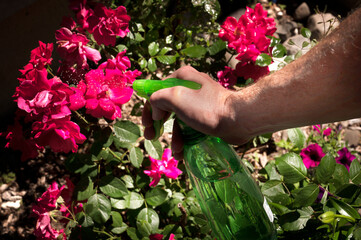 Man sprays flowers in yard. Gardener taking care of garden. Summer jobs. 