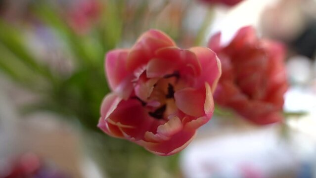 Tulpen in Blumenvase