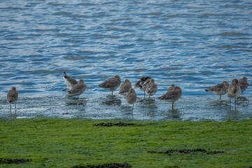 black tailed godwits wading in the sea