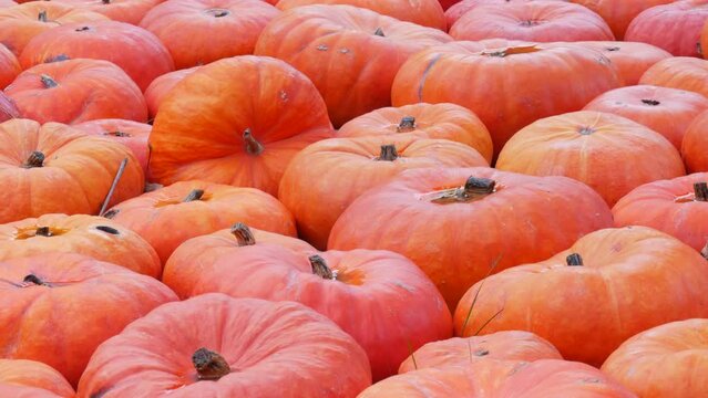 Pumpkin harvest. Smooth row of huge number of various pumpkins on the field in the autumn rays of the setting sun. Red or orange Pumpkins of various shapes and sizes. Halloween preparation