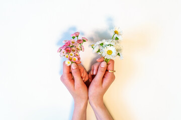 Spring or summer creative composition in minimal style. Female hands holding two small bouquets of Marguerite daisy pink flowers on white background. Top view, flat lay, copy space. Summertime concept