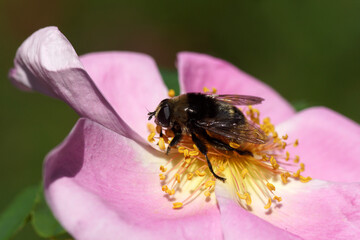 Narcissus fly, Greater bulb fly (Merodon equestris) of the family hoverflies (Syrphidae) on flower of a rose (rosa). Family Rosaceae. In spring in a Dutch garden. May