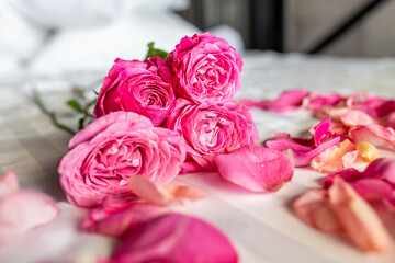 Pink Roses with Petals on bed. Romantic nature texture