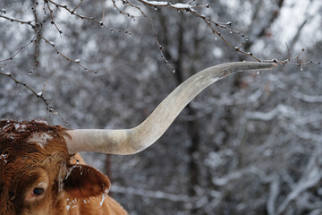 Texas longhorn cow with ice on ear in winter snow on farm, blurred scenic background with copy...