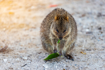 portrait of cute wild quokka eating a leaf on rottnest island in western australia; adorable wildlife on island near perth, symbol of rottnest island, selfie with quokka