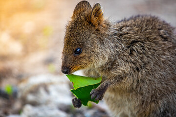 portrait of cute wild quokka eating a leaf on rottnest island in western australia; adorable wildlife on island near perth, symbol of rottnest island, selfie with quokka