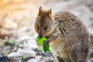portrait of cute wild quokka eating a leaf on rottnest island in western australia; adorable wildlife on island near perth, symbol of rottnest island, selfie with quokka