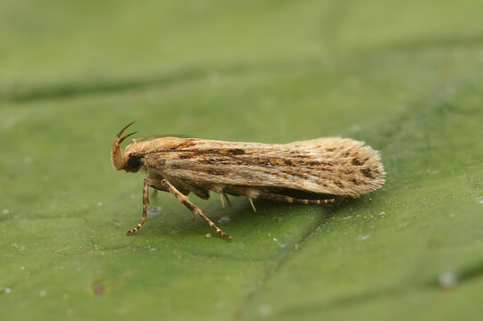 Closeup on a small brown Gelechiid plant parasite micro moth, Aroga velocella sitting on a green leaf