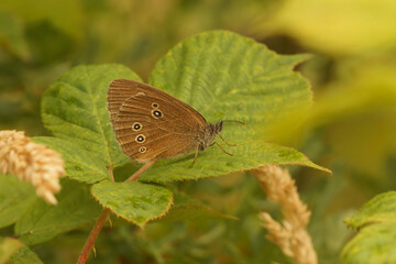 Closeup on a brown Ringlet butterfly , Aphantopus hyperantus, perched with closed wings on a green leaf