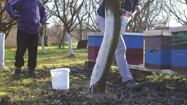 Farmer use brush, whitewashing fruit trunk as method of heat protection of Sun, slows down vegetation, blooming at early spring. Painting lime against diseases, fungus, or damage bark by rodents.