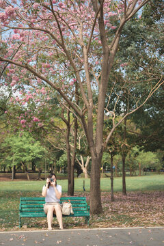 asian woman solo traveler relax and enjoy to see and take photo pink cherry blossom blooming from springtime road trip