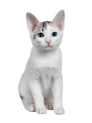 Cute silver patterned shorthair Japanese Bobtail cat kitten sitting front view, looking at lens with blue eyes. Isolated cutout on transparent background.