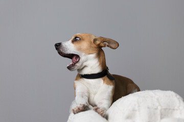 Small dog in the studio, yelling angrily complaining, doesn't like it, sitting on a white couch. Gray background.