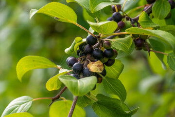 Glossy Buckthorn Berries Or Fruit Growing On The Bush In August