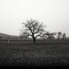 Tree In the field. Beautiful Black and white photo landscape panorama with tree. Nature art photography, Austria.