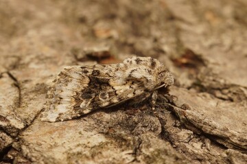 Closeup on the Broad-barred white owlet moth, Hecatera bicolorata sitting on wood