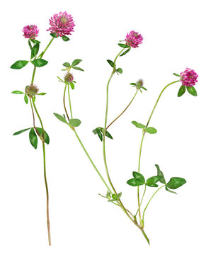 Wild red clover with blossom, transparent background