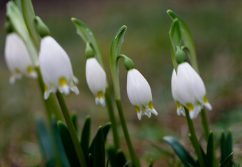 Frühlingsblüher Märzenbecher nach dem winterlichen Schnee: Die geschützte Pflanze auf einer grünen Naturwiese steht unter Naturschutz. Eine erste Nahrungsquelle für Insekten wie Bienen oder Wespen.