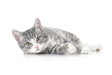 Funny small tabby gray kitten with beautiful big yellow eyes isolated on white background. Lovely fluffy cat is playing in studio.